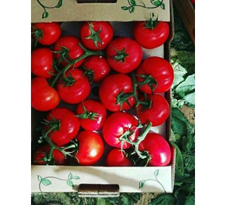 Tomatoes