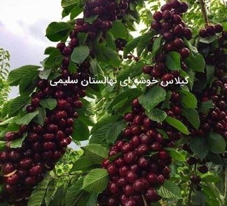 خرید و فروش انواع نهال