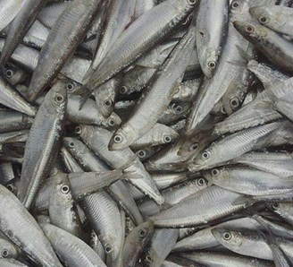 فروش ریز ماهی و پودر ماهی