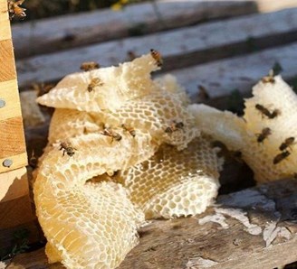 فروش عسل طبیعی آذربایجان