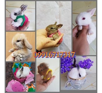 فروش خرگوش زینتی