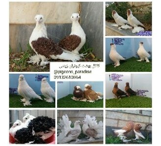 خرید و فروش کبوتران زینتی